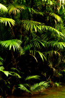 Amazon Palm Tree