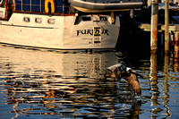 Sailboat at Marina with pelican