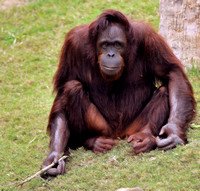 Orangutan Busch Gardens