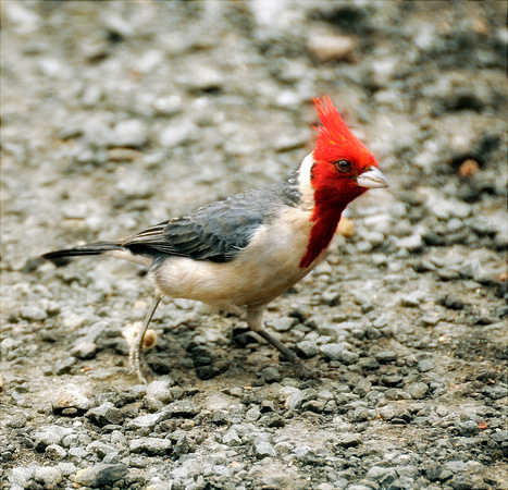 Hawaiian Cardinal Kauai