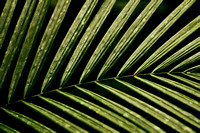 Palm Fronds Amazon