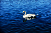 Swan