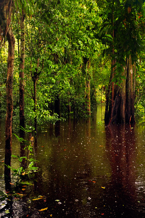 Submerged Forest in the Rainy SeasonAmazon