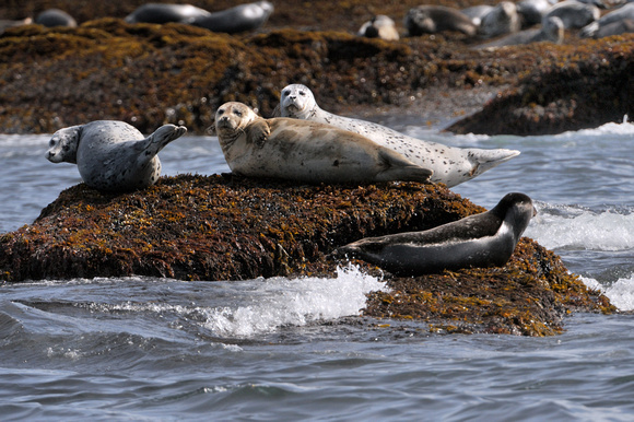 Harbor Seals Afognak Island Alaska