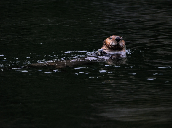 Sea Otter  With Clam