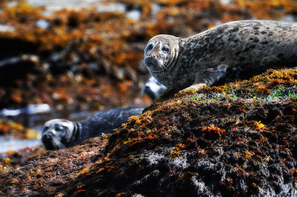 Harbor Seals Basking Afognak Alaska