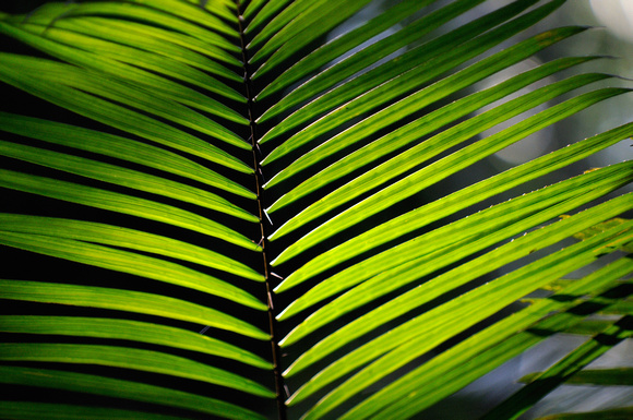 Palm Fronds Peruvial Rainforest Amazon