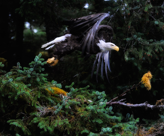 Eagle Flying in Forest Afognak Island Alaska
