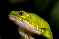 Monkey Frog Amazon Rainforeest