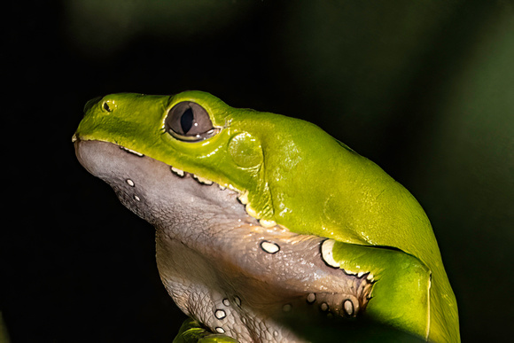 Monkey Frog Amazon Rainforeest