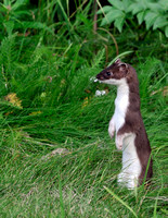 Ermine