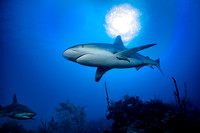 Caribbean Reef Shark: Carcharhinus perezi