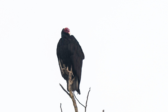 Vulture Amazon Rainforest