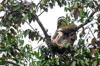 three toed sloth amazon rainforest