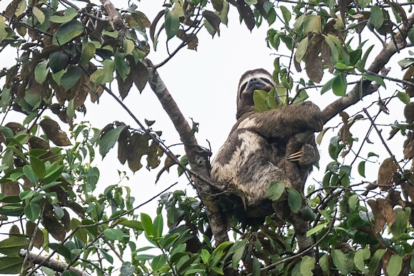 three toed sloth amazon rainforest