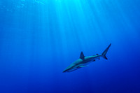 silky shark   Carcharhinus falciformis