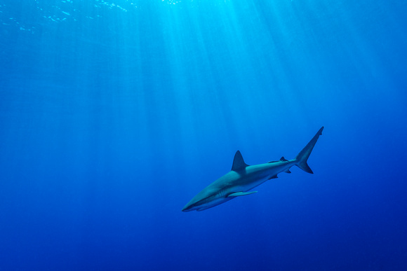 silky shark   Carcharhinus falciformis