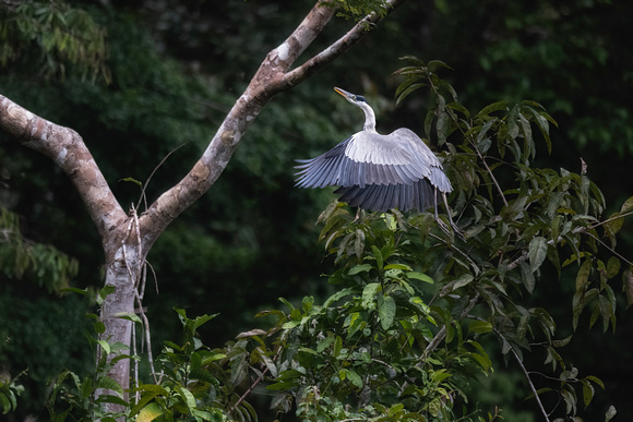 Cocoi heron (Ardea cocoi)