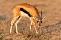 Thompson Gazelle Ambroseli  Kenya