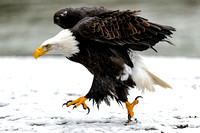 Eagles, Hawks, Falcons and Osprey
