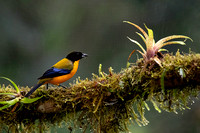 blue-winged mountain tanager (Anisognathus somptuosus)