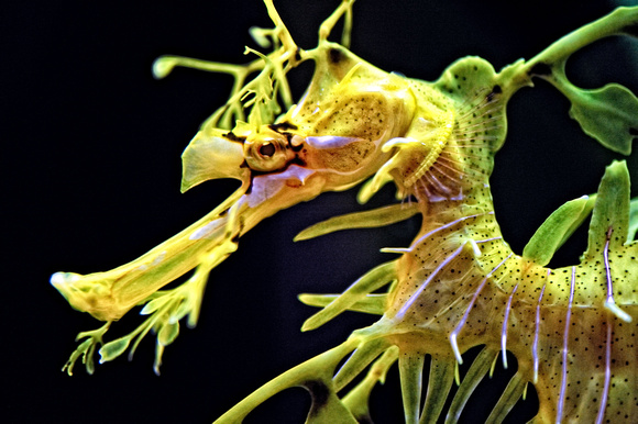 leafy seadragon or Glauert's seadragon, Phycodurus eques