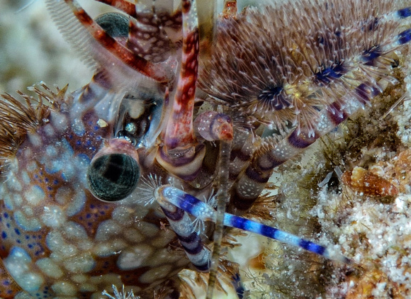Underwater Images by Dr. Joel Murphy