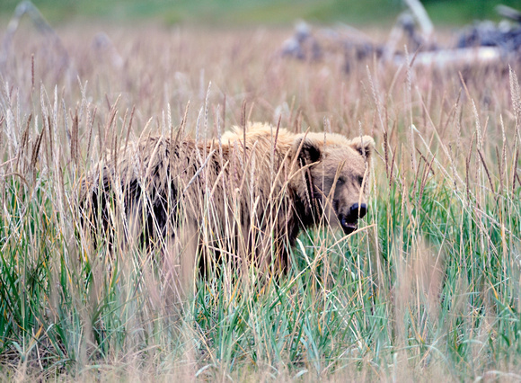 Alaska Brown Bear in Tall Grass