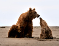 Coastal Alaska Brown Bear With Cubs on Beach