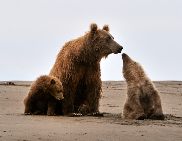 Coastal Alaska Brown Bear With Cubs on Beach