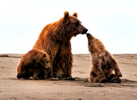 Alaska Brown Coastal Bear with Cubs