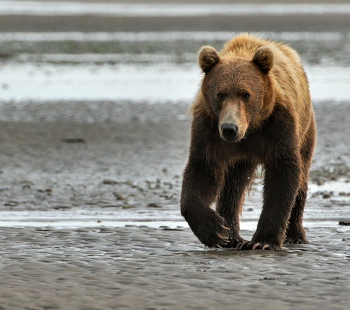 Alaskan Brown Bear on the Coast of Lake Clark National Park