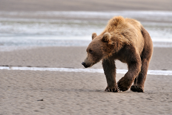 Alaskan Brown Bear on Beach Clamming Lake Clark