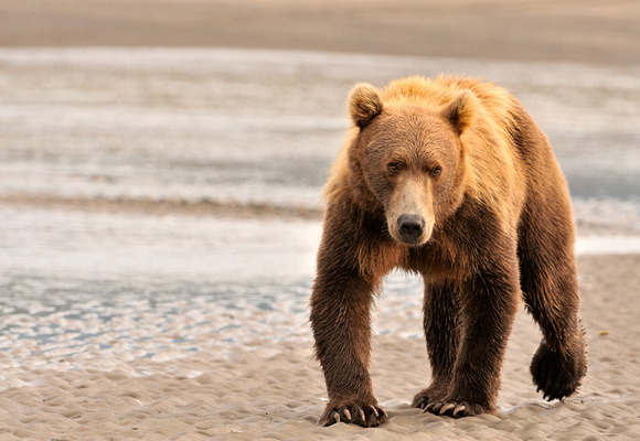 Alaskan Brown Bear on Coastal Beach Lake Clark National Park
