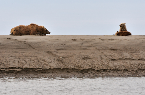 Alaskan Brown Bear Watching Cubs on Beach