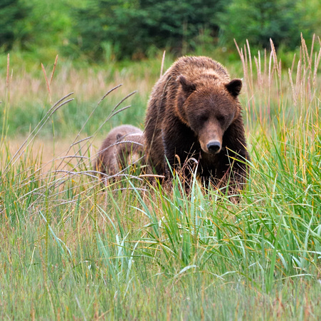 Alaskan Brown Bear with Cub Lake Clark National Park