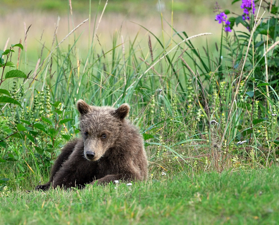 Alaskan Brown Bear Cub with Fireweed Flowers