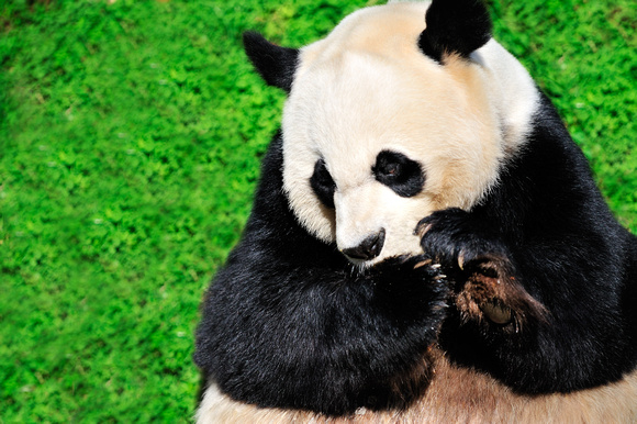 Pandabear National Zoo