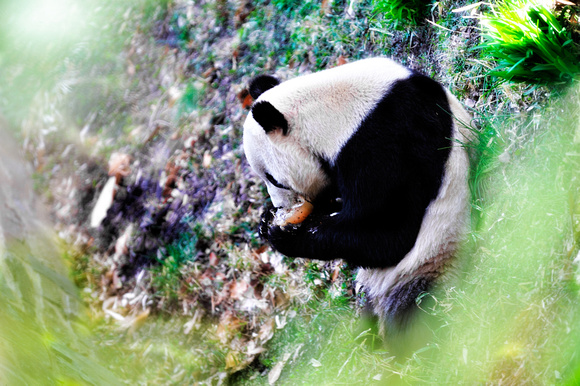 Panda Bear National Zoo