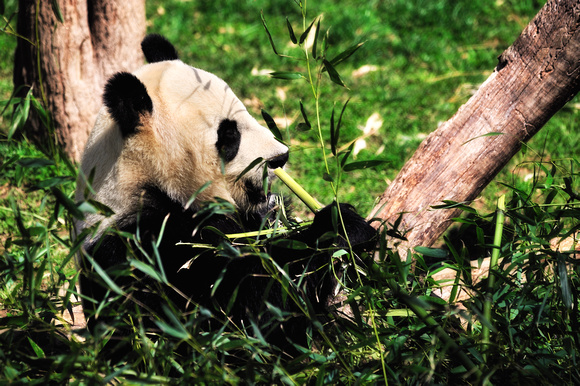 Pandabear National Zoo