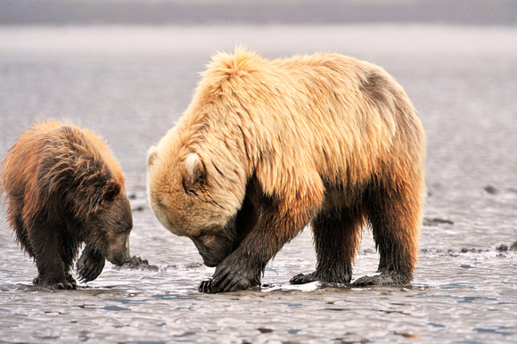 Alaskan Brown Bear Clamming with Cub