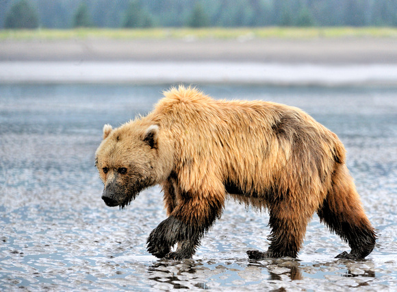 Alaskan Brown Bear Clamming