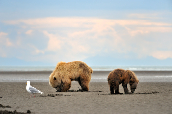 Alaskan Brown Bear Clamming with her cub