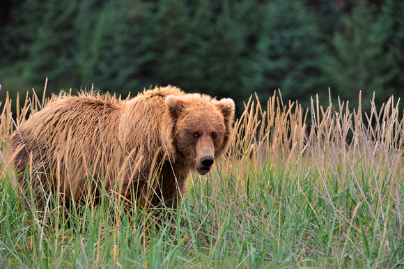 Alaskan Brown Bear Closeup in Tall Grass