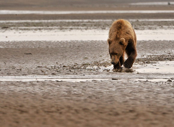 Alaskan Brown Bear Clamming Lake Clark