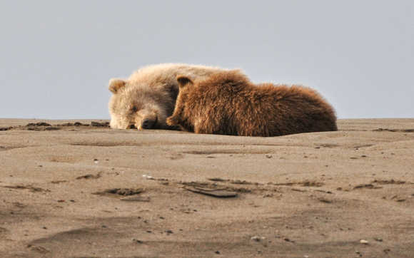 Alaskan Brown Coastal Bear