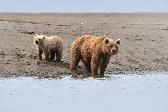 Alaskan Brown Bear and Cub Lake Clark