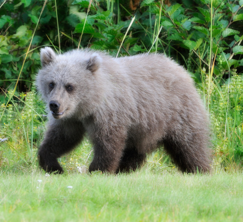 Grizzly Bear Cub in Lake Clark National Forest