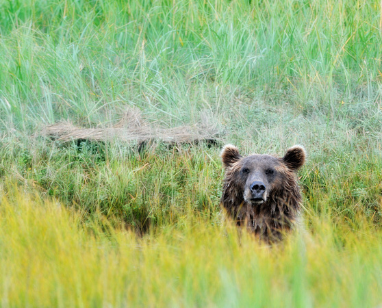 Alaskan Brown Bear in Tall Grass