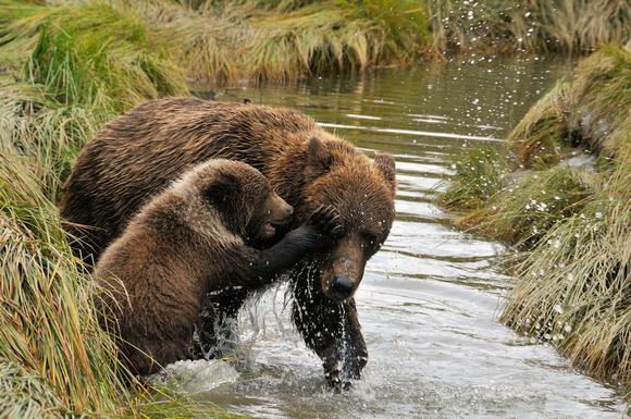 Cub Play Fighting Alaskan Brown Bear